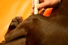 Dott.ssa Barbara Riva - Laserterapia
