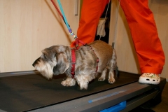 Dott.ssa Barbara Riva - Treadmill